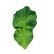 Kendall The Kale